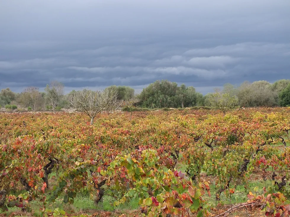 Ànima Negra winery vineyard and wine cellar in Felanitx, Mallorca
